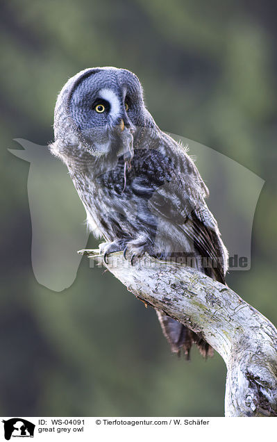 Bartkauz / great grey owl / WS-04091