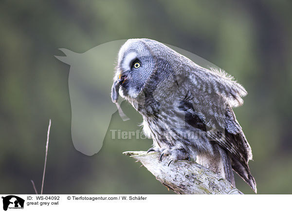 Bartkauz / great grey owl / WS-04092