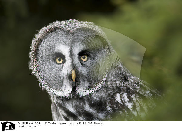 Bartkauz / great grey owl / FLPA-01993