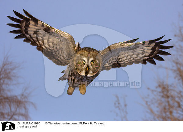 Bartkauz / great grey owl / FLPA-01995