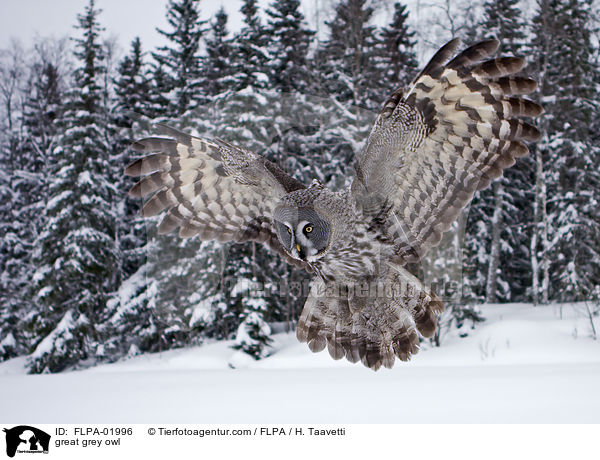 great grey owl / FLPA-01996