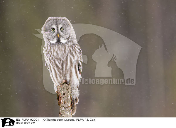 Bartkauz / great grey owl / FLPA-02001