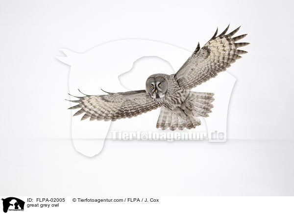 Bartkauz / great grey owl / FLPA-02005