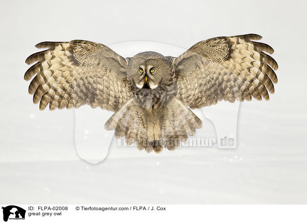Bartkauz / great grey owl / FLPA-02008
