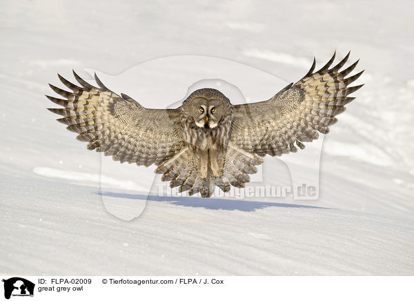 Bartkauz / great grey owl / FLPA-02009