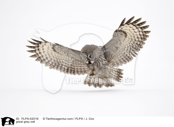 Bartkauz / great grey owl / FLPA-02016
