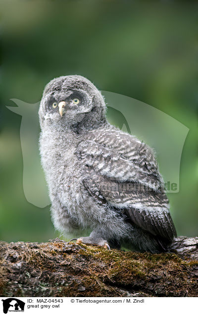 Bartkauz / great grey owl / MAZ-04543