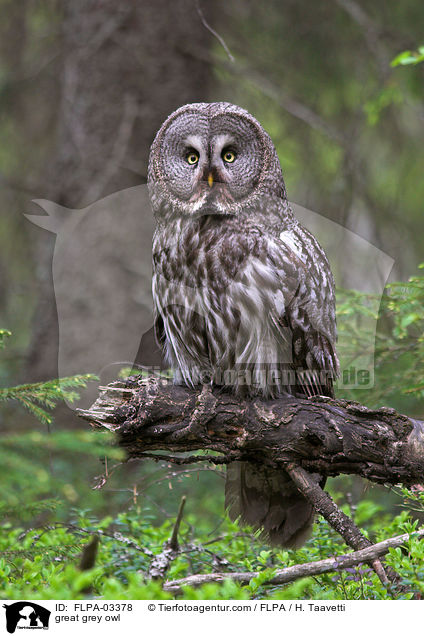 Bartkauz / great grey owl / FLPA-03378
