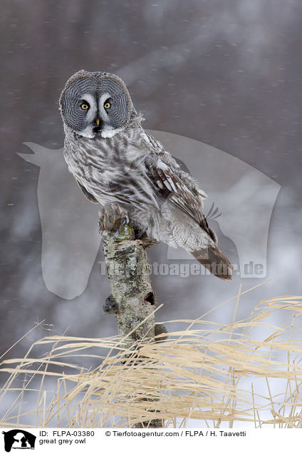 Bartkauz / great grey owl / FLPA-03380