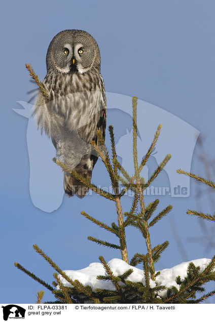 Bartkauz / great grey owl / FLPA-03381