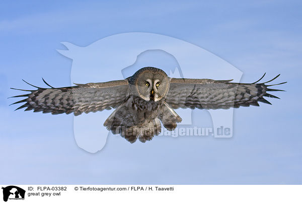 Bartkauz / great grey owl / FLPA-03382