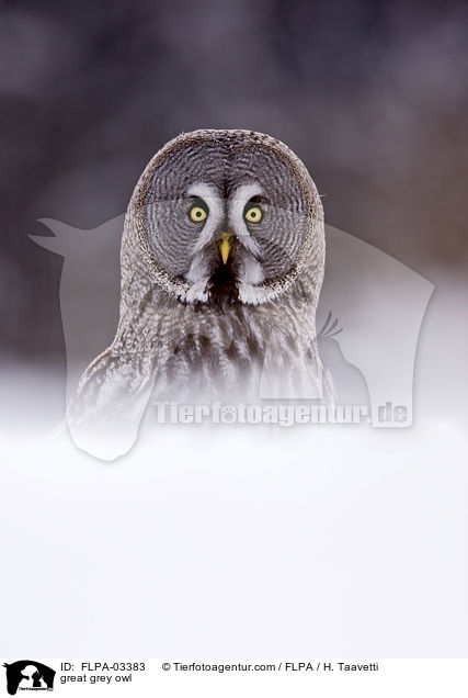 Bartkauz / great grey owl / FLPA-03383