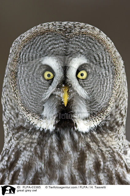 Bartkauz / great grey owl / FLPA-03385