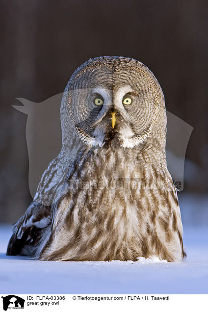 Bartkauz / great grey owl / FLPA-03386