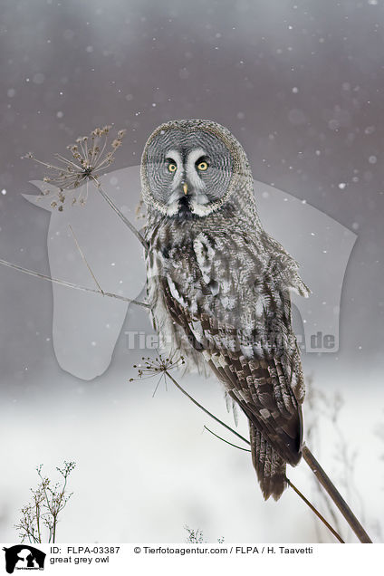 Bartkauz / great grey owl / FLPA-03387