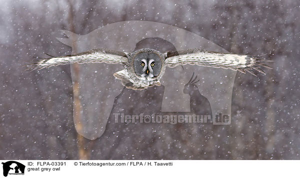 Bartkauz / great grey owl / FLPA-03391
