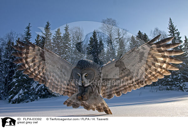 Bartkauz / great grey owl / FLPA-03392