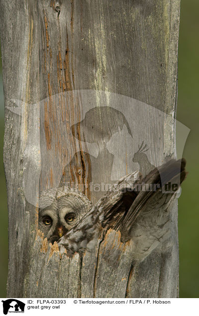 Bartkauz / great grey owl / FLPA-03393