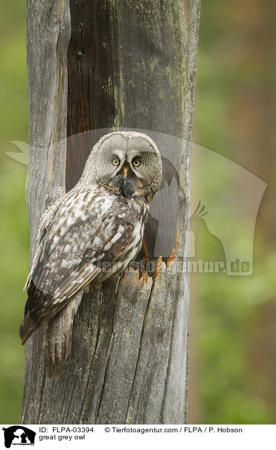 Bartkauz / great grey owl / FLPA-03394