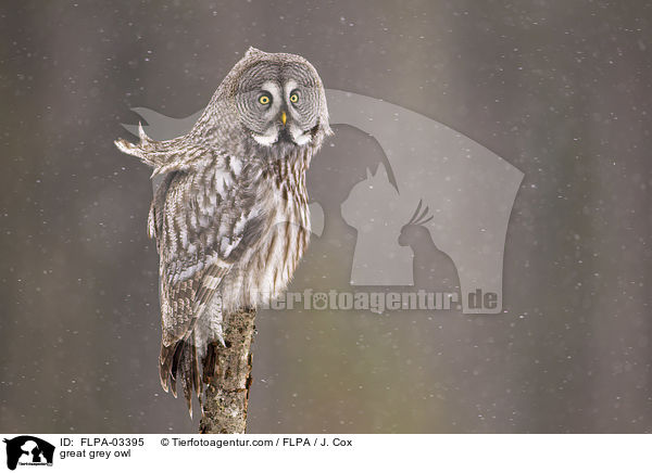 Bartkauz / great grey owl / FLPA-03395