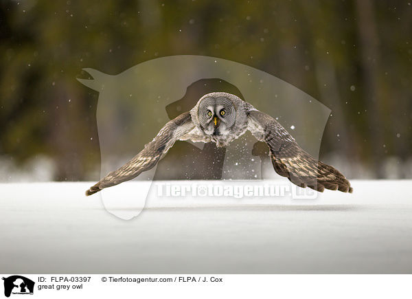 Bartkauz / great grey owl / FLPA-03397