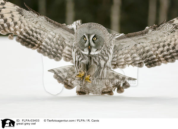 Bartkauz / great grey owl / FLPA-03403