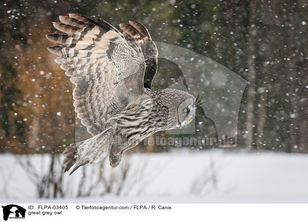 Bartkauz / great grey owl / FLPA-03405