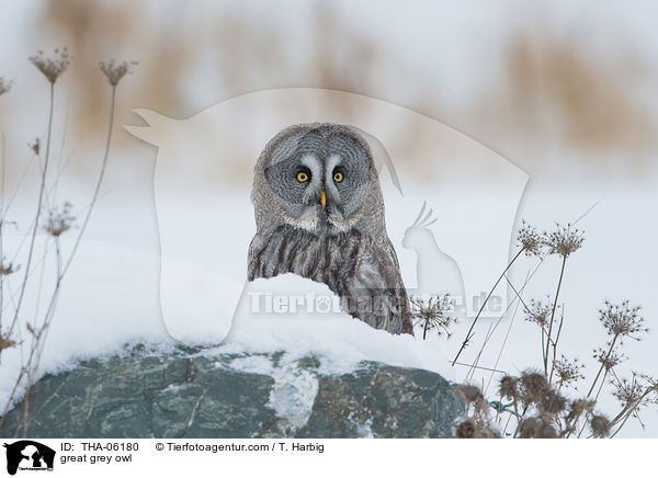 Bartkauz / great grey owl / THA-06180