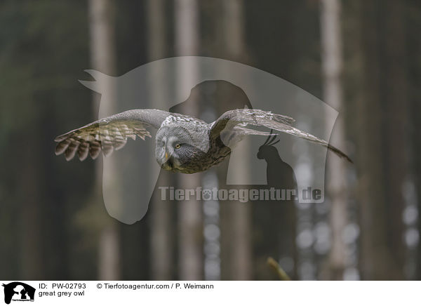 Bartkauz / great grey owl / PW-02793