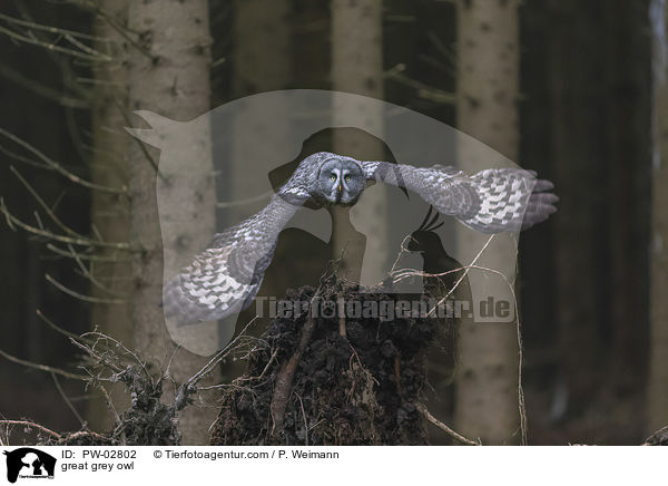 great grey owl / PW-02802