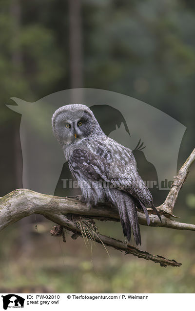 Bartkauz / great grey owl / PW-02810