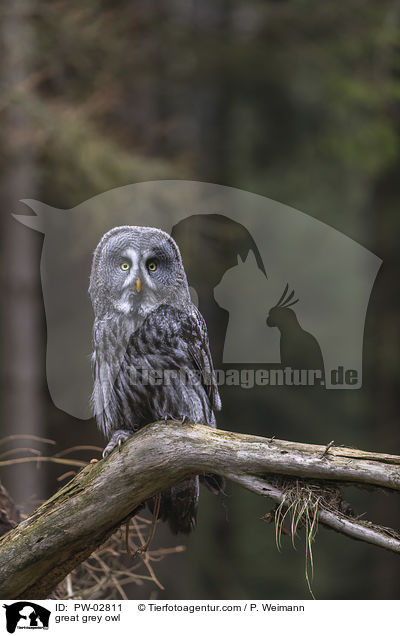 Bartkauz / great grey owl / PW-02811