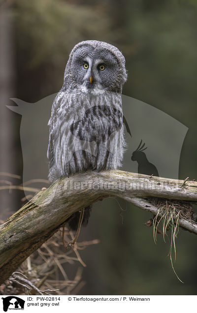 Bartkauz / great grey owl / PW-02814