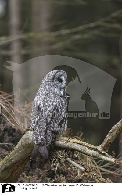great grey owl / PW-02815