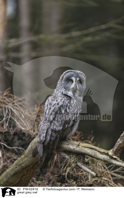 Bartkauz / great grey owl / PW-02816