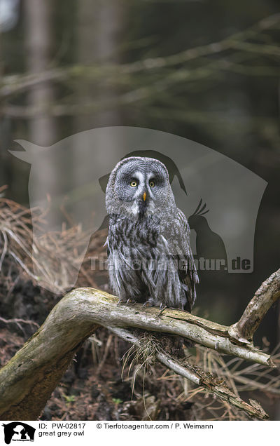 Bartkauz / great grey owl / PW-02817