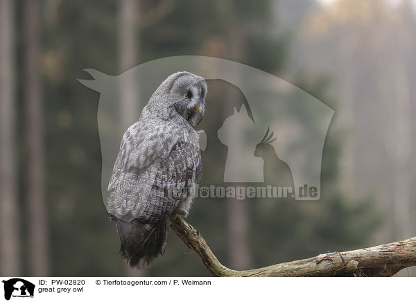 great grey owl / PW-02820