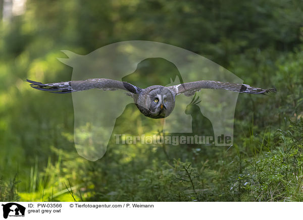 Bartkauz / great grey owl / PW-03566