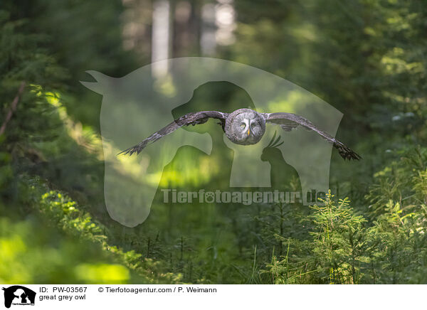 Bartkauz / great grey owl / PW-03567