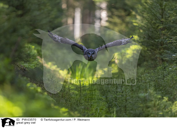 Bartkauz / great grey owl / PW-03570