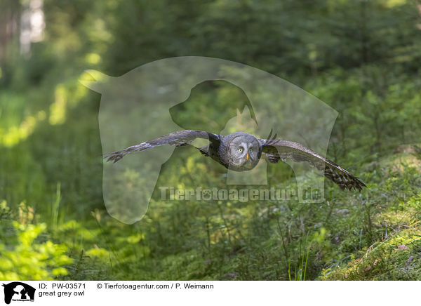 Bartkauz / great grey owl / PW-03571