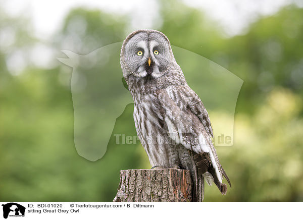 sitting Great Grey Owl / BDI-01020