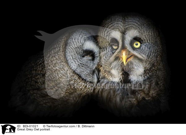 Great Grey Owl portrait / BDI-01021