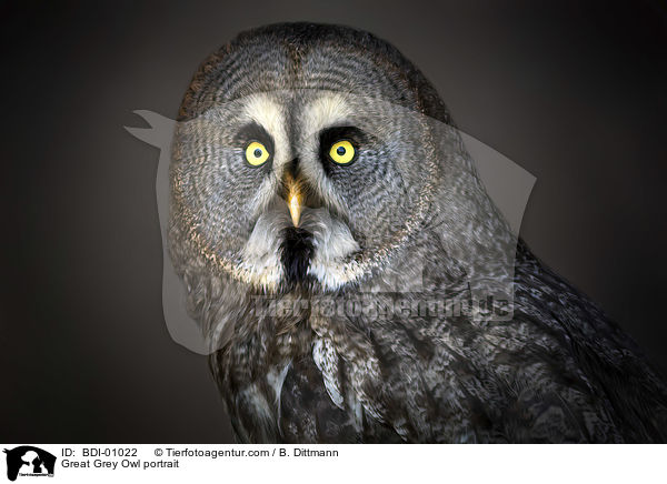 Bartkauz Portrait / Great Grey Owl portrait / BDI-01022