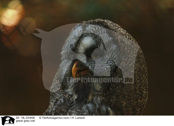 great grey owl / HL-03468