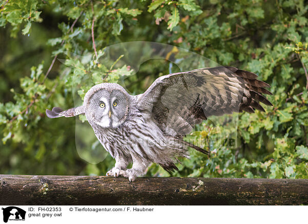 great grey owl / FH-02353