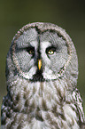 Great Grey Owl