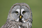 Great Grey Owl