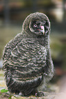 Great Grey Owl