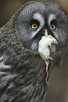 Great Grey Owl